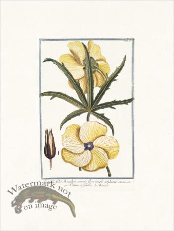 Bonelli 056 folio Manihot